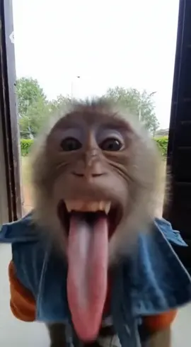 monkey bye～🤣🐒 #sora #ai #torndao #monkey 