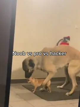 #petare #dog #dancing 