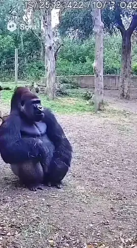 ni gorila ngeselin juga yaa #galleryomdhey #sora #viral #fyp #ai 