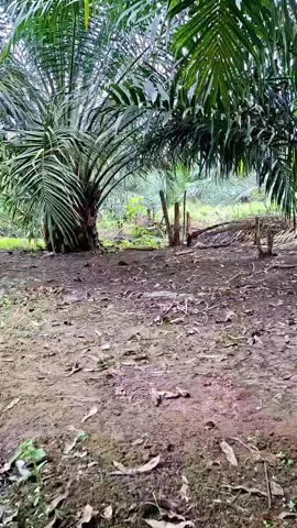 sawit#sawitkalimantan