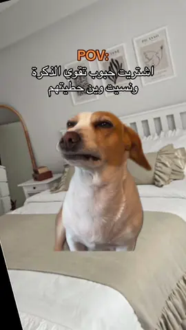 #شعب_الصيني_ماله_حل😂😂 