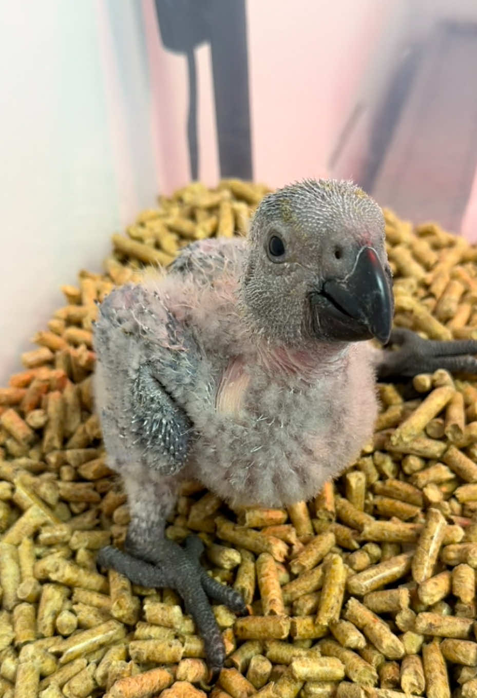 Beautiful African Grey Baby 🤩 #africangreyparrot #parrot #exoticpets #bird #pet 