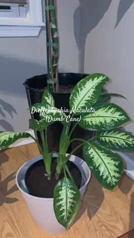 Plant mom 🌱 🪴! Definitely became one by accident but I’m doing so good.  #PlantMom #fypシ #dieffenbachia  #DumbCane #plantsoftiktok #foryoupage #Group7 