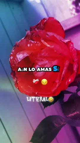 #elamordemivida #LIVEIncentiveProgram #LIVEWithLessFollowers #PaidPartnership 