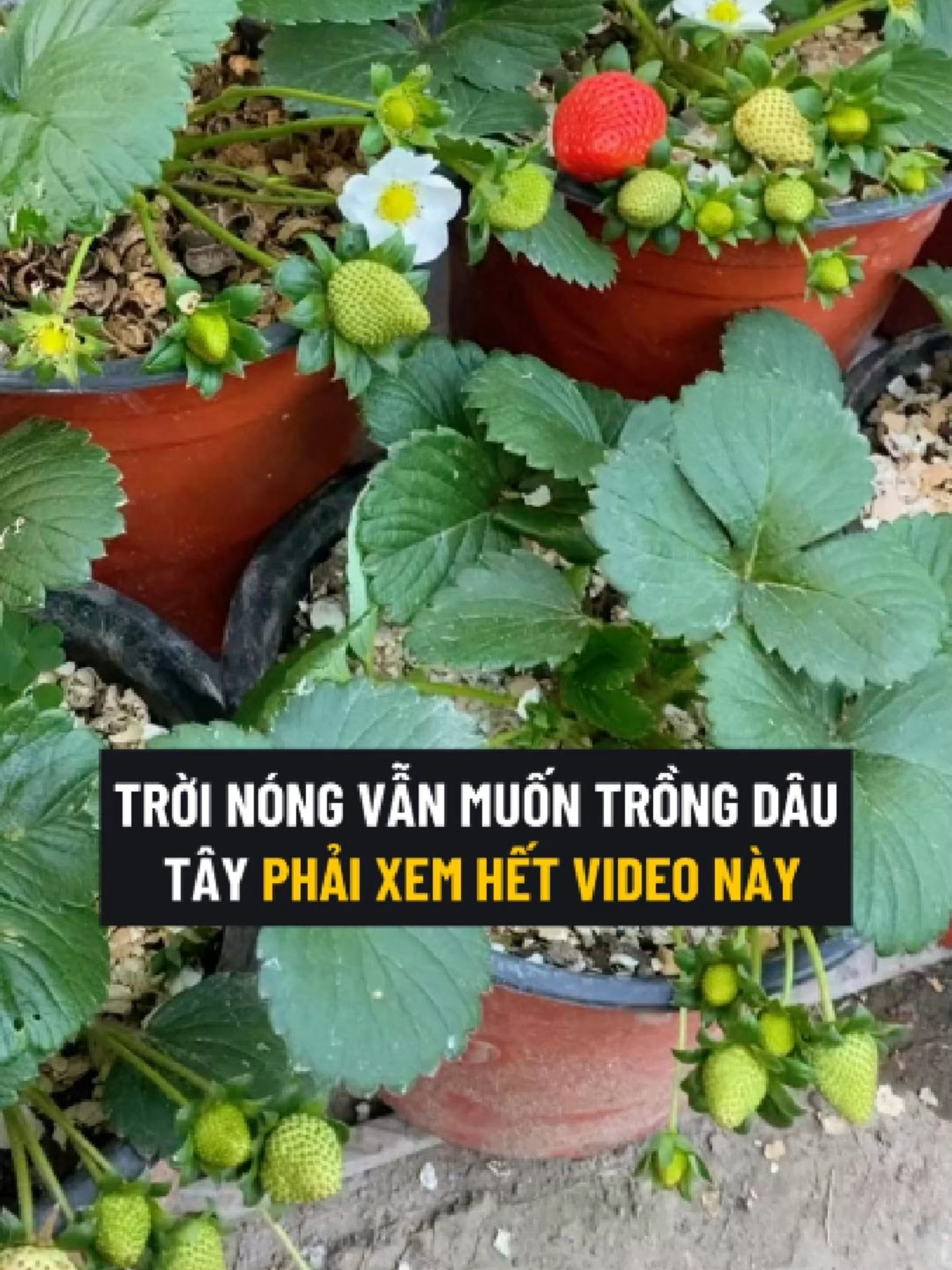 Giống Dâu Tây Chịu Nhiệt Hàn Quốc Quả To Siêu Trái #dautay #dautaykhonglo #hatgiong #hatgiongdautay #hatgiongdautaykhonglo #trongcay #trongdautay #trongdautaykhonglo