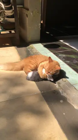 Adeknya sampe bosen😿  #main #kucing #kitten 