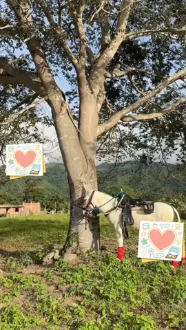 #destacameee #lajari #bagabundo #mirameremix 