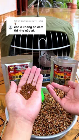 Trả lời @TH Hưng 🪾 cách tập cám đây e nhé ! #thanhbird #chimcugay #chamsocchimcugay #thucanchimcugay #xuhuong 
