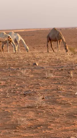 البل في محمية الامام تركي بن عبدالله 