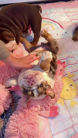 Belly rubs are the best! #EnglishBulldog #Bellrubs #FYP #Viral 