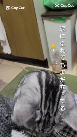 可愛い妹の猫！名前は銀！アメリカンショートヘアー‼️ #猫 #アメショ #ペット #可愛いペット 