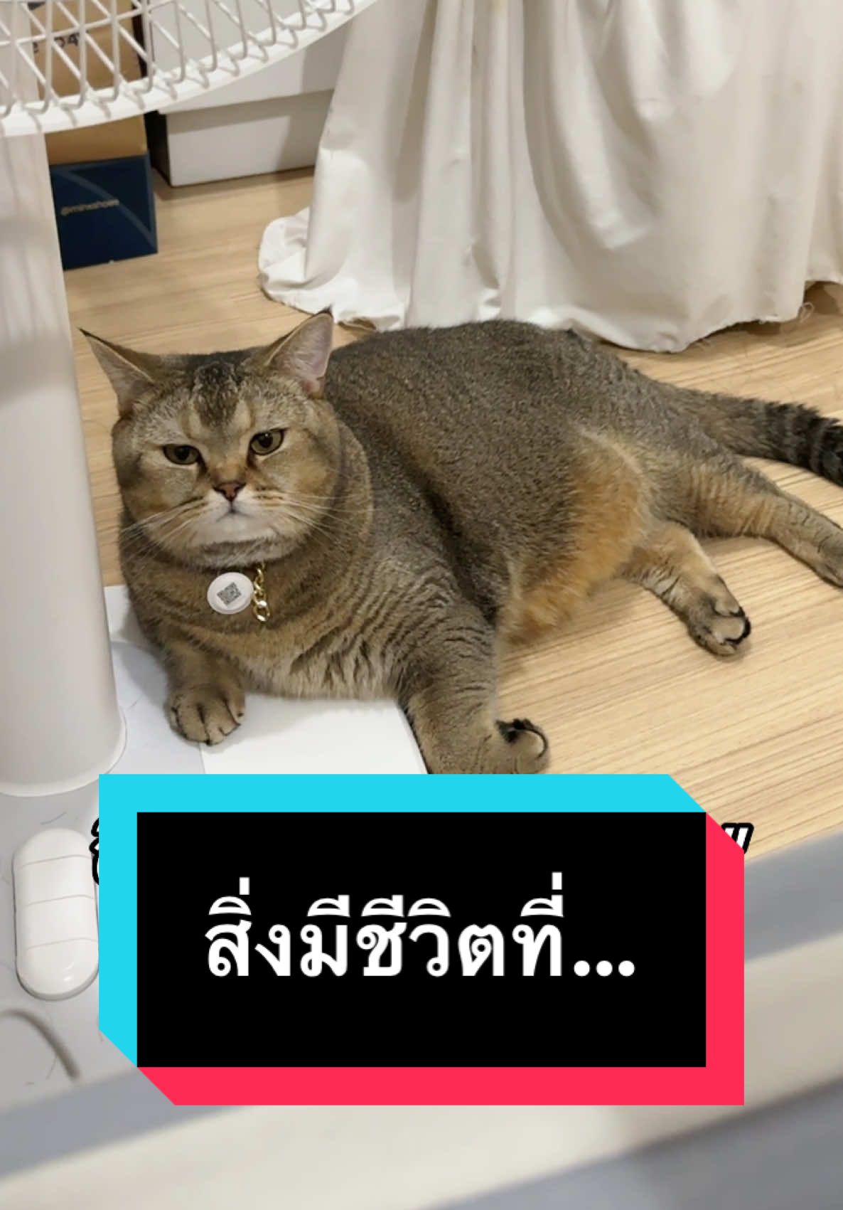 นึกว่าผีในห้องที่แท้… #มู้ดดี้แมวแสบ #แมวน่ารัก #แมวแสบ #สวนสัตว์tiktok #catsoftiktok 