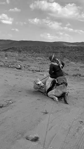 #هجن #طبع #تبوك #ماشاءالله_تبارك_الله_اذكروا_الله 