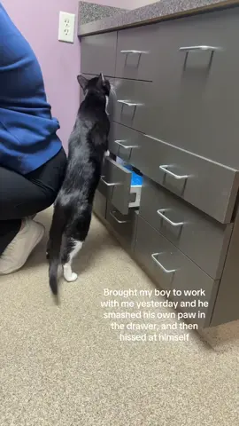 #catsoftiktok #fypシ #fyp 