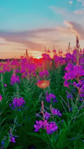 #في هذا اليوم #creatorsearchinsights #tik_tok #foryoupage❤️❤️ 