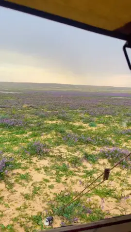 قليل من الامنيات والشوق ♥️ #الوسم 