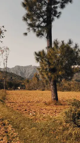 😌💔#sadpoetry #fyp #viral #100kviews 