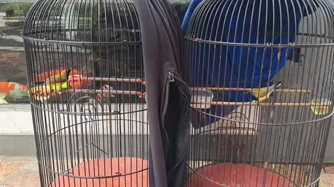 anterin bos #sogongacorngleper #sogonmateri #sogongacor #sogonmaniaindonesia #sogonmania 