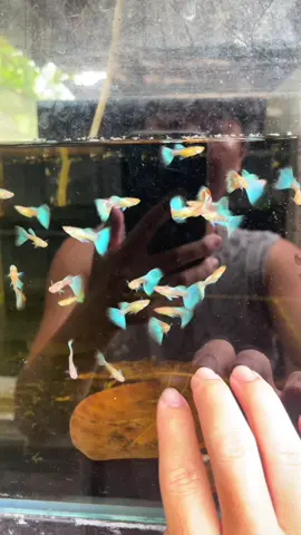 Cá guppy blue topaz#ca7mau #7mau #cáguppy #guppyfish 