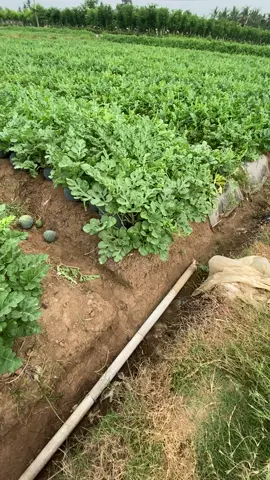 Awali pagimu mari ngobat terus di vidio🤭😂 #petanimilenial #petanimuda #fungisida #semangka #sawah 