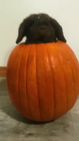Hoppy Halloween #bunny #bunnytok #hollandlop #halloween 