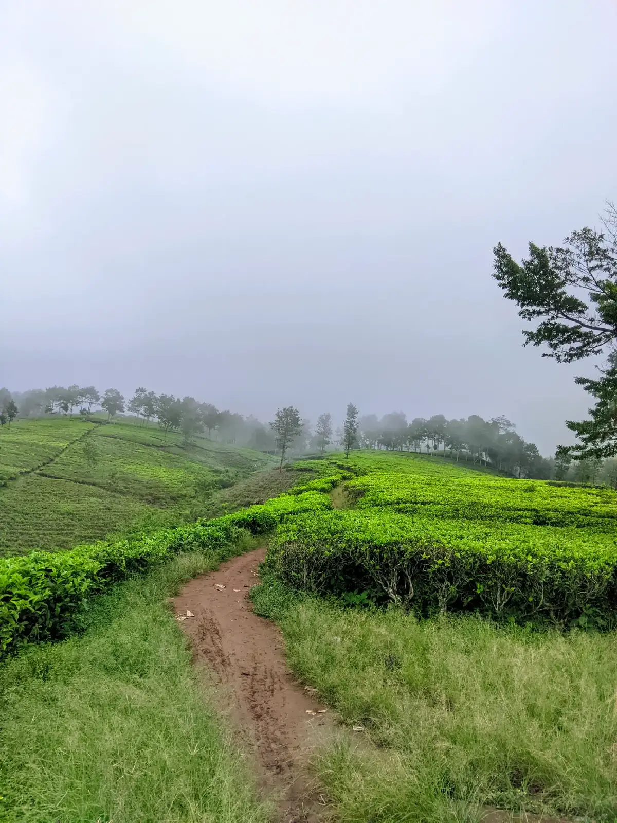 #kebunteh #garut #wisatagarut 
