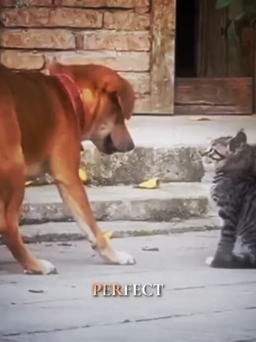 King of haki😺 | Song name NO BATIDÃO - Slowed #Shanks #cat #onepiece#edit