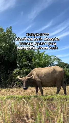 Kata#kataaceh#fyp#masuk#.           Beranda#kata#bhasaaceh.         Mogaajafyp 