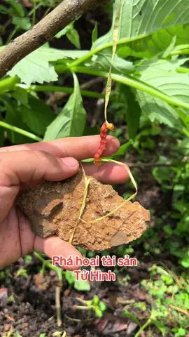 #giaitritiktok #cuocsongthuongngay #nongnghiep 