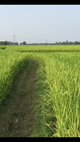 ☘️Amni🍃Brolok Desh😁#foryou#terndingvideo#nadir on the go🦋[Tunny_mirza]💚✅#