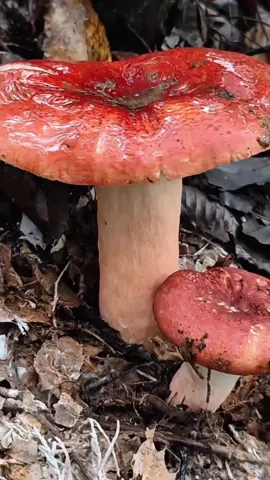 đây là nấm hồng cô - Russula rosea 1 loại nấm có tác dụng bổ máu #thichnam #namhongco #russularosea #hainamrung #wildmushrooms