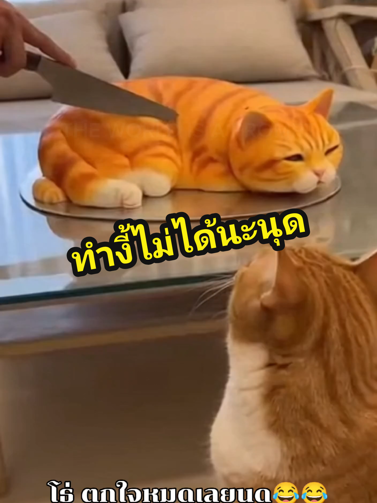 เล่นไรเนี่ยนุด เลานึกว่าของจริง😂😂 #แมว #แมวน่ารัก #แมวเหมียว #แมวตลก #Ai 