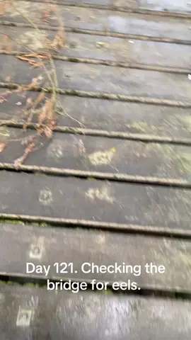 27th of October. #eeltok #eelcheck #eel #bridgecheck #eelfeels 