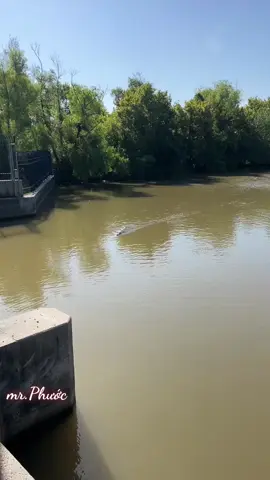 ớn ăn thiệt , nhìn ngán vừa quay mà tay chân hủng rủng hết #casau #cá #mrphuoc #baphuocml #xuhuong