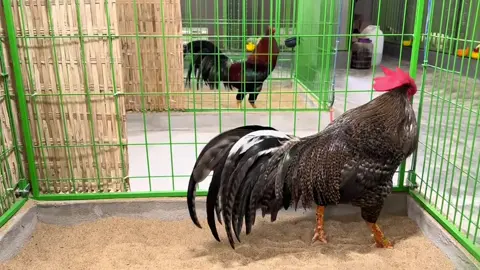 Mạnh không cần phô trương nha anh em #yeuthuongdongvat #hungcantho 