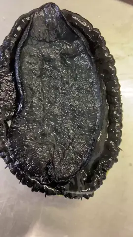 New Zealand black abalone