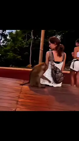 Nice assists!! #fyp #sigma #monkey #funny #2025 credit to the owner.