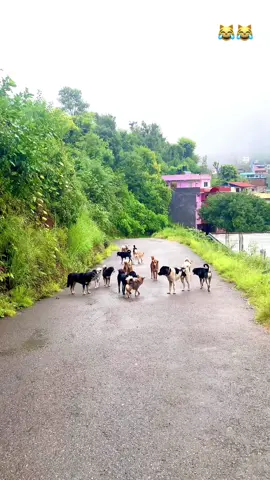 #fypシ゚viral #goviral #trandingvideo #🫩😹😹