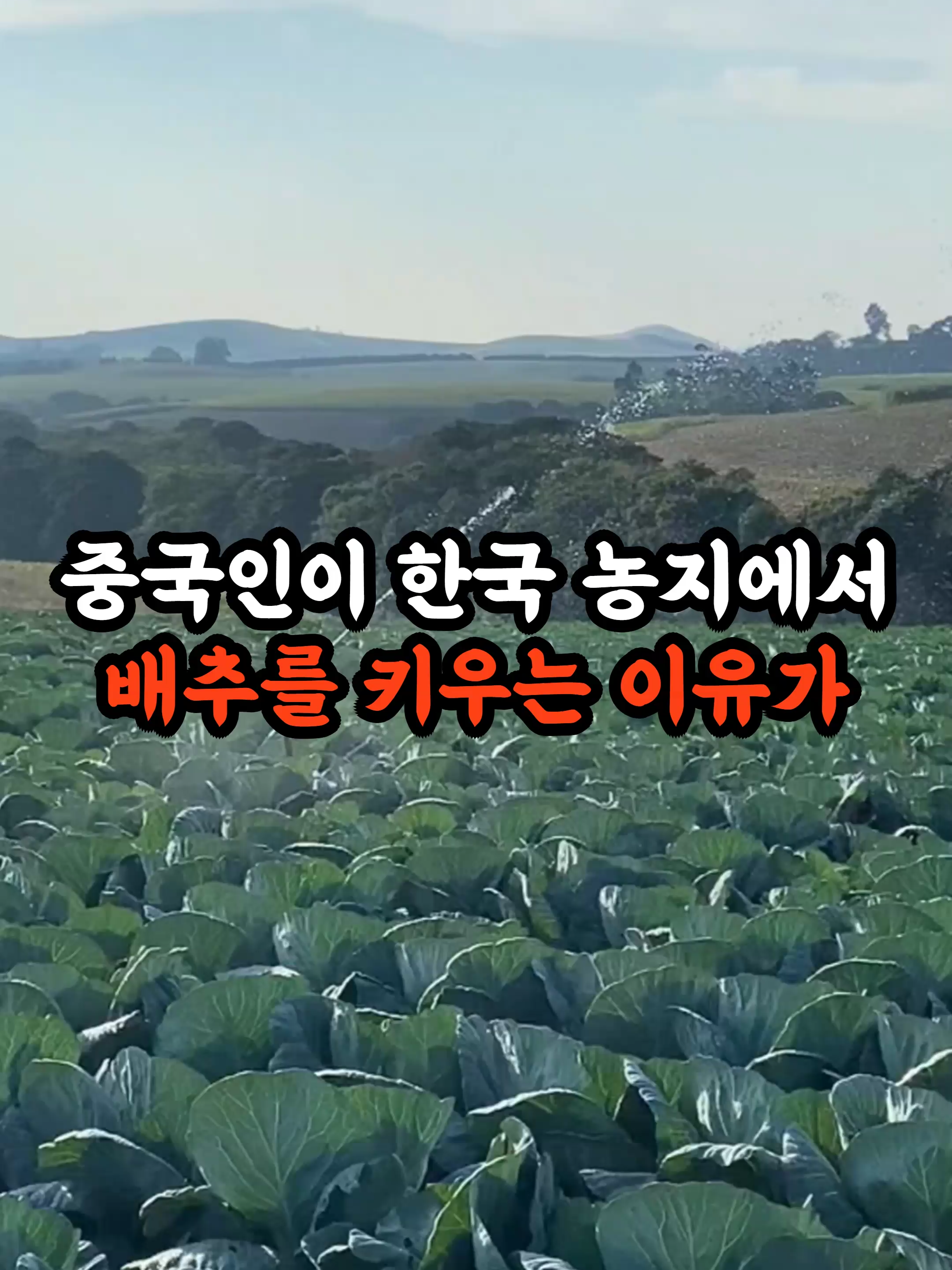 중국인이 한국 농지에서 배추를 키우는 이유가 소름 돋아요 #실제사연 #중국 #한국 #fyp