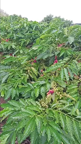 #xuhuongtiktok #xuhuongtiktok 