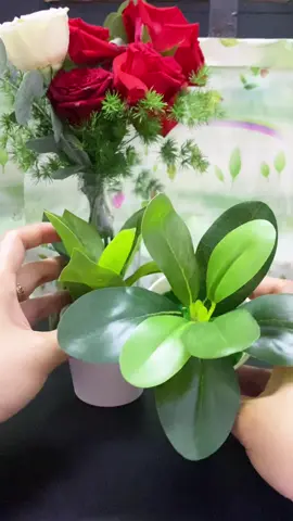 Cây cảnh bon sai decor #decor ,#caycanh ,#caycanhdep ,#trangtribanlamviec ,#taphoanhadau🍓 