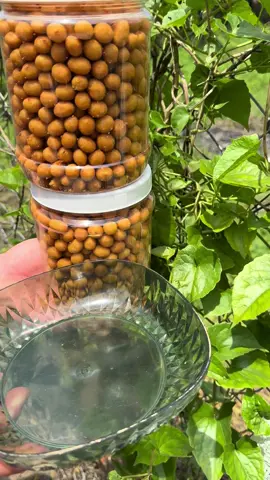 Hủ 1kg đậu phộng da cá tỏi ớt #thanhtrucfood #dauphongdacatoiot #tiepthilienket #thinhhanh #trending 