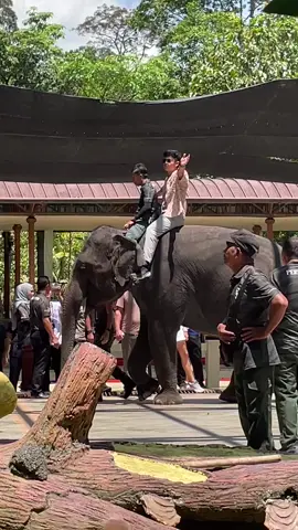 #kuala Gandah elephant tengku hasanan 