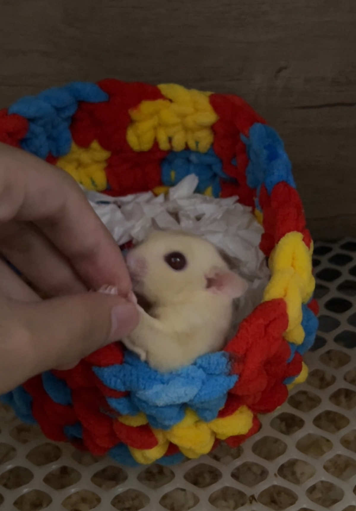 Nịnh mami để được ăn ngon 😋 #sugarglider #socbayuc #pet #cute #fyp 