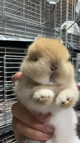 อย่าจับนู๋  Don't touch me👦🏻🍊#cuterabbit #กระต่ายแคระ #rabbitbaby #netherlanddwarf #rabbit_orange🍊 