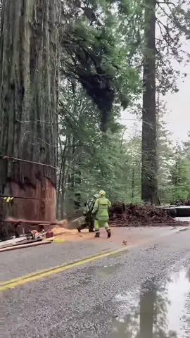 A Day of Felling Giant Dead Trees #satisfying #tree #asmr #oddlysatisfying #giant  
