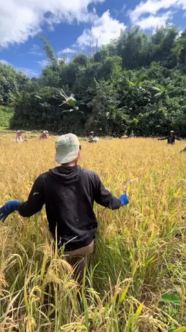 #ບ້ານເຮົາມັນກະສໍາບ້ານເຮົານິລະ🌾 🦗🍃🍃🍃#เทสวันนี้ #มื้อื่นกะดัง #