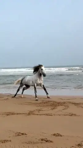 #شعر_وقصيد_مدغم_ابوشيبه_ النفس تقبل_مثل_ماتقبل الخيل