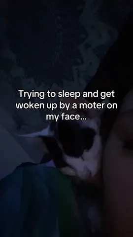 She’s gotta go. 😭 2 nights in a row she won’t let me sleep. #fyp #hellcat #catsoftiktok #sleep #purring 