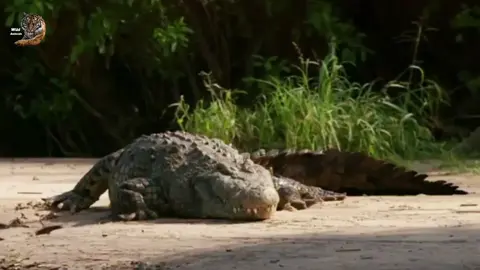 tiktok.com/@wildanimalofficial